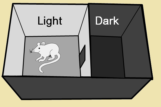 Dark-light box test set-up Mouse image retrieved from. 